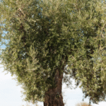olive_tree_1